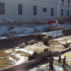 Topi e cattivo odore sul Lungomare