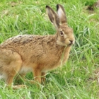 Nota su gestione Lepre europea nel Parco Saline di Punta della Contessa