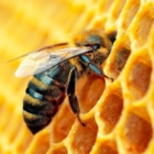 Dal mondo delle api riceviamo e volentieri diffondiamo: